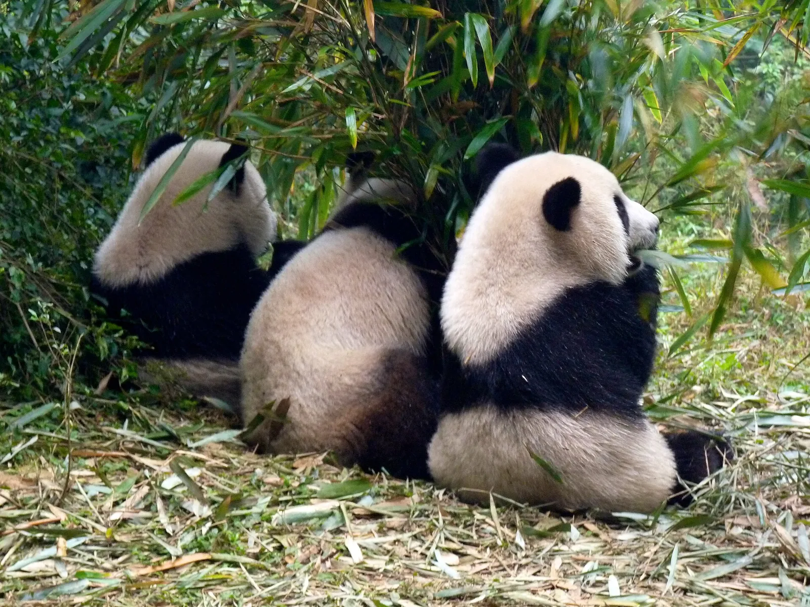 Three giant pandas eating bamboo together at the Chengdu Panda Base