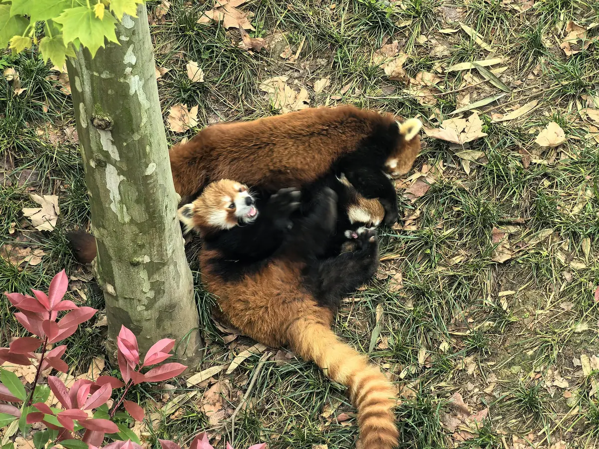 Three red pandas play-fighting on the grass at the Chengdu Panda Base
