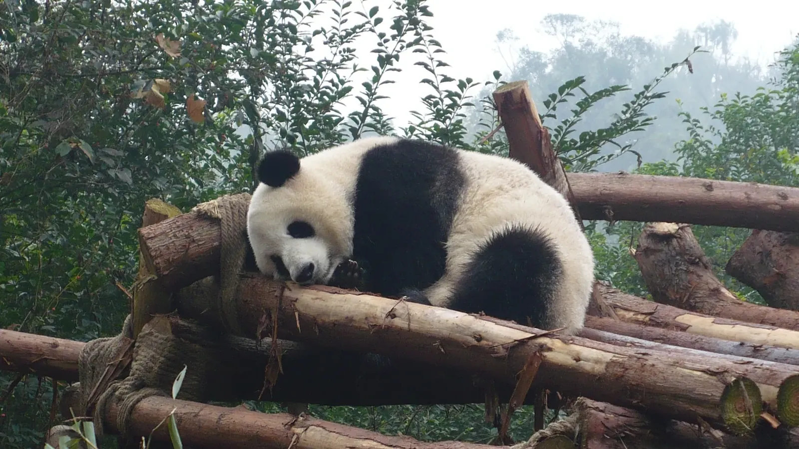 A giant panda asleep on a wooden platform at the Chengdu Panda Base